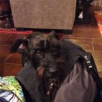 Delmar: A Love Story (Why MopTop Doesn’t Test on Animals)